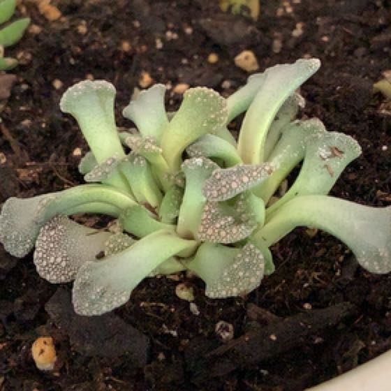 Photo of the plant species Jewel Plant by @PeakBlusher named Coco on Greg, the plant care app