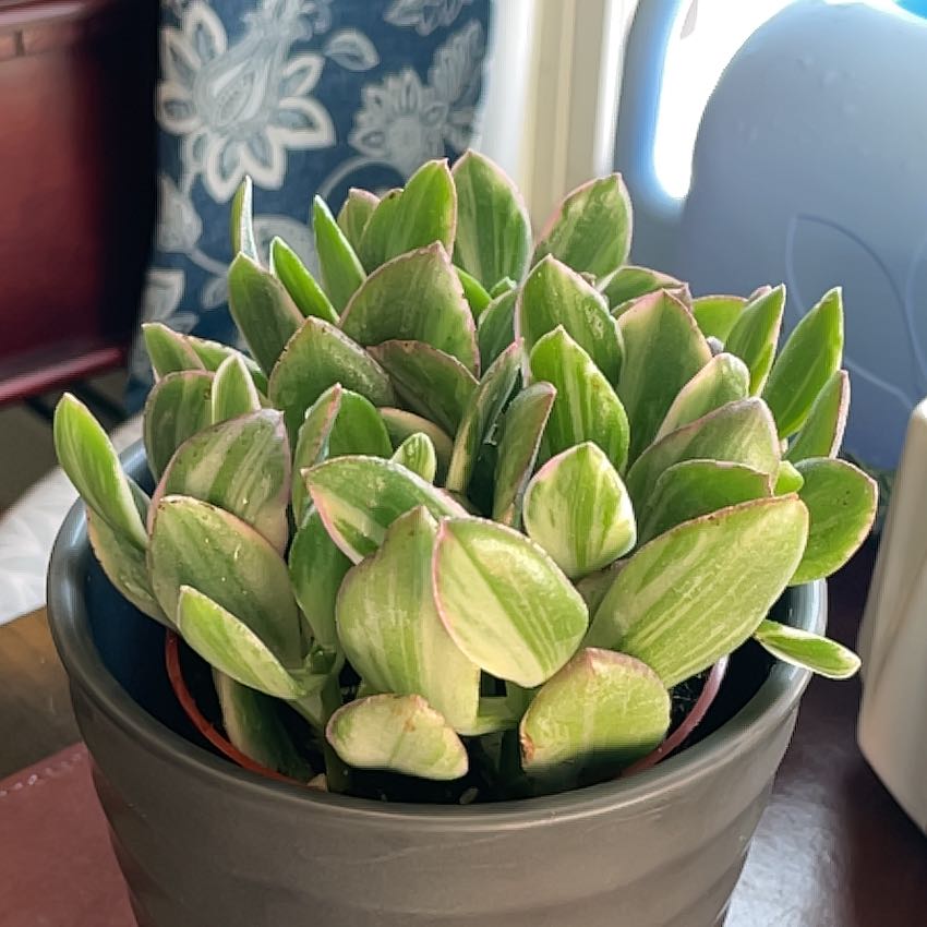 Healthy Variegated Jade plant in a pot with green variegated leaves.