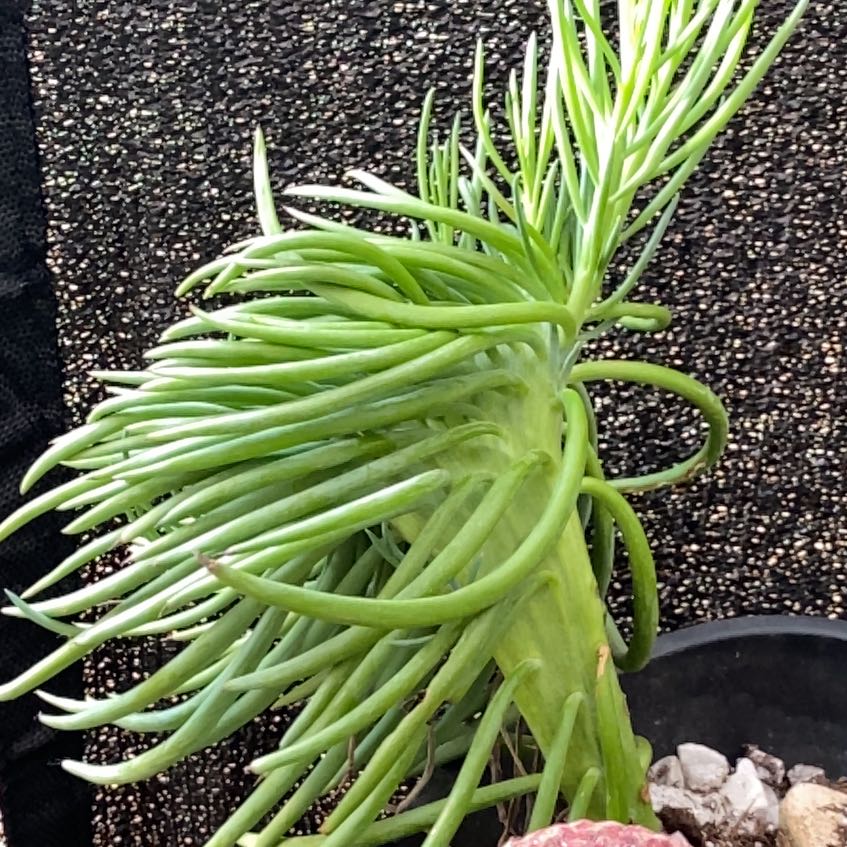 Photo of the plant species blue chalk stick or blue chalk fingers by @Maton named Osmo on Greg, the plant care app