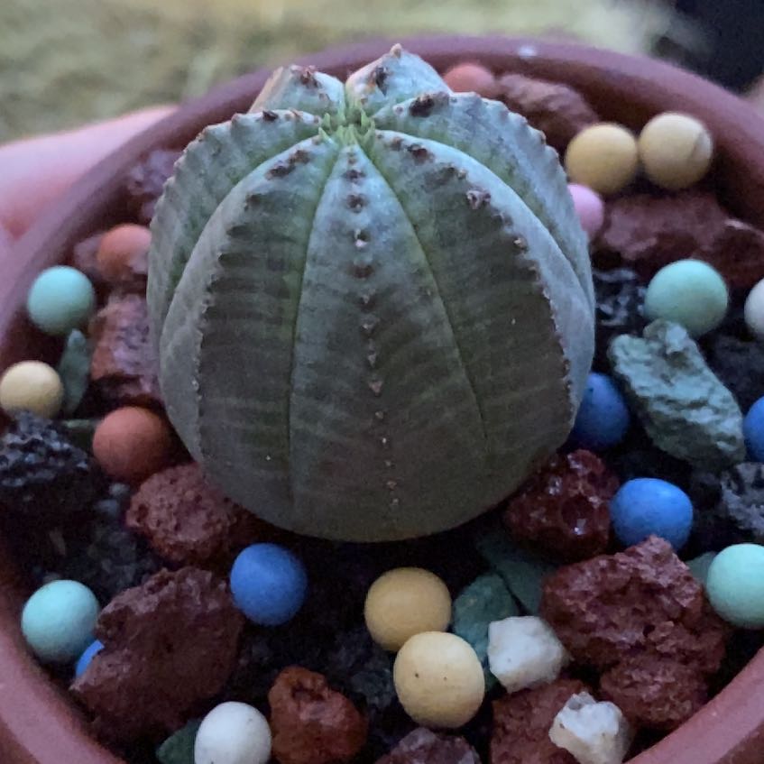 Baseball Plant (Euphorbia obesa) in a pot with colorful pebbles, appears healthy.