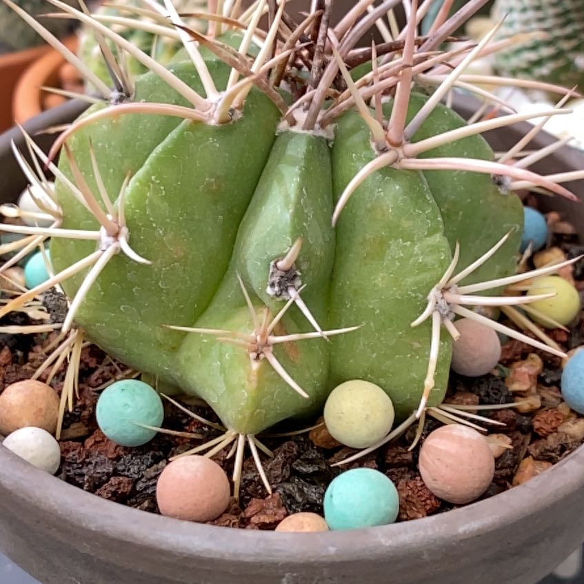 Photo of the plant species Melocactus curvispinus by @Maton named Shakira on Greg, the plant care app