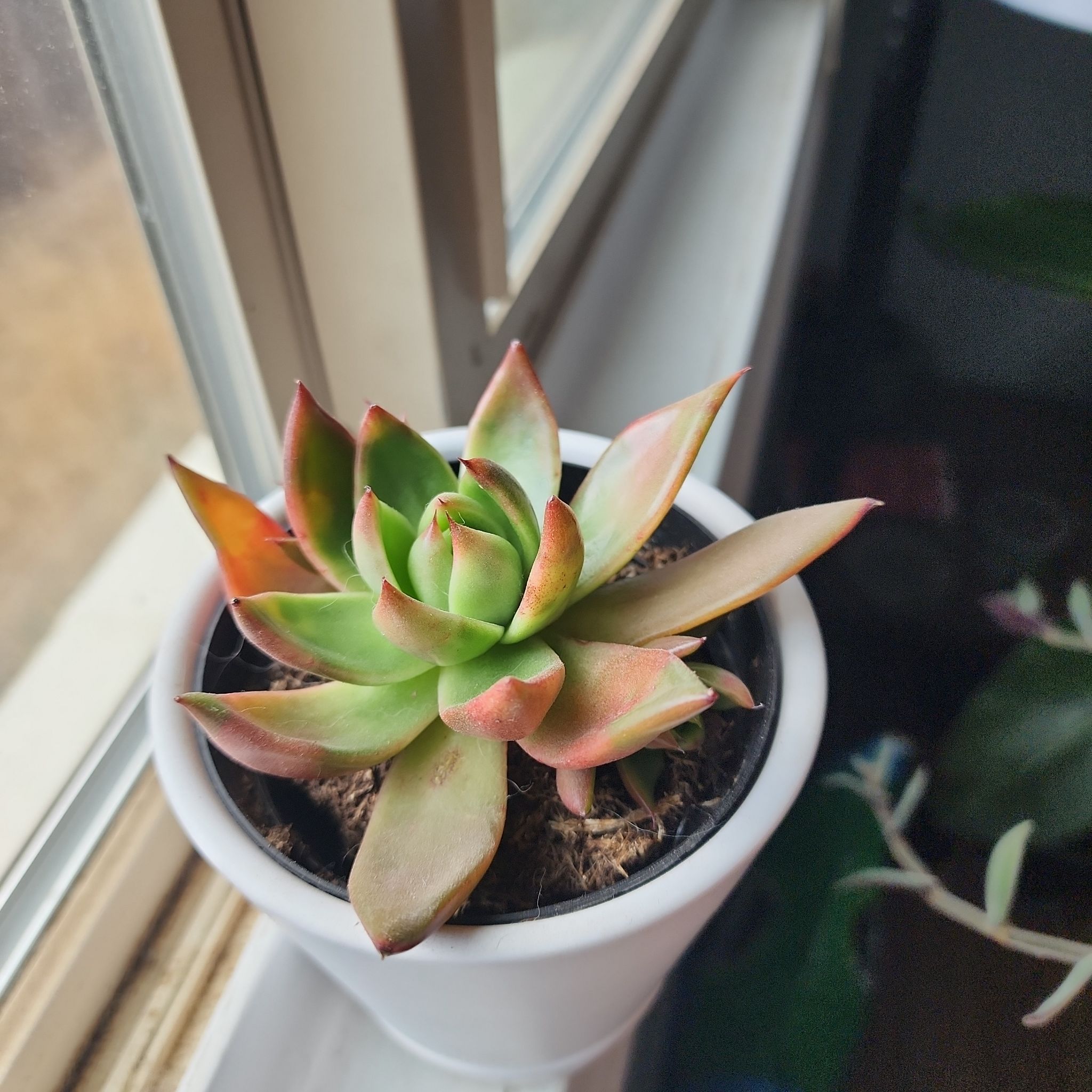 Photo of the plant species Echeveria agavoides 'Love's Fire' by @YokeWaxplant named Zion on Greg, the plant care app
