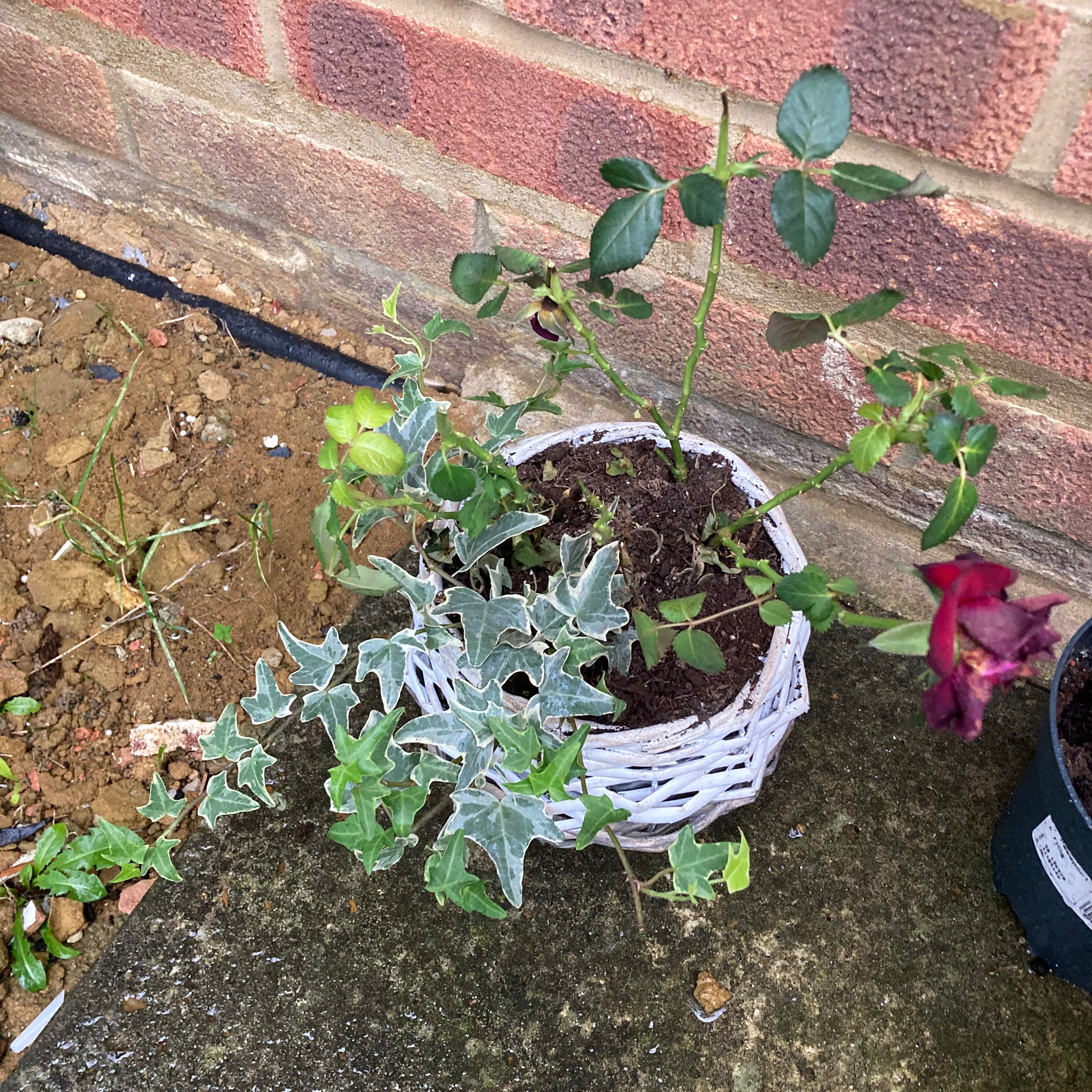Healthy flowering Greater Periwinkle plant growing in a white basket alongside other small plants, with a hand pointing at it.