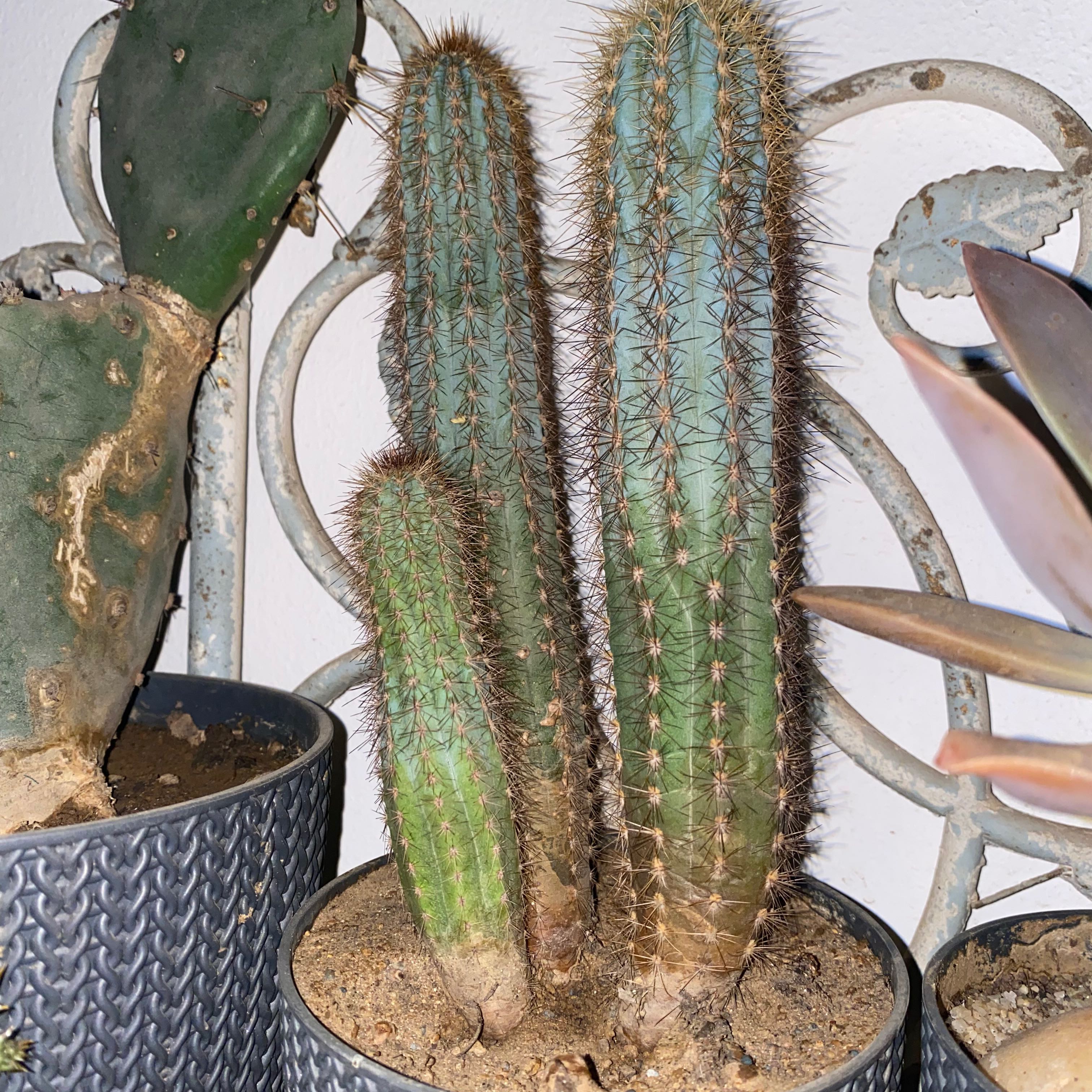 Photo of the plant species Haageocereus decumbens by @SizzlingCardoon named Kesha on Greg, the plant care app