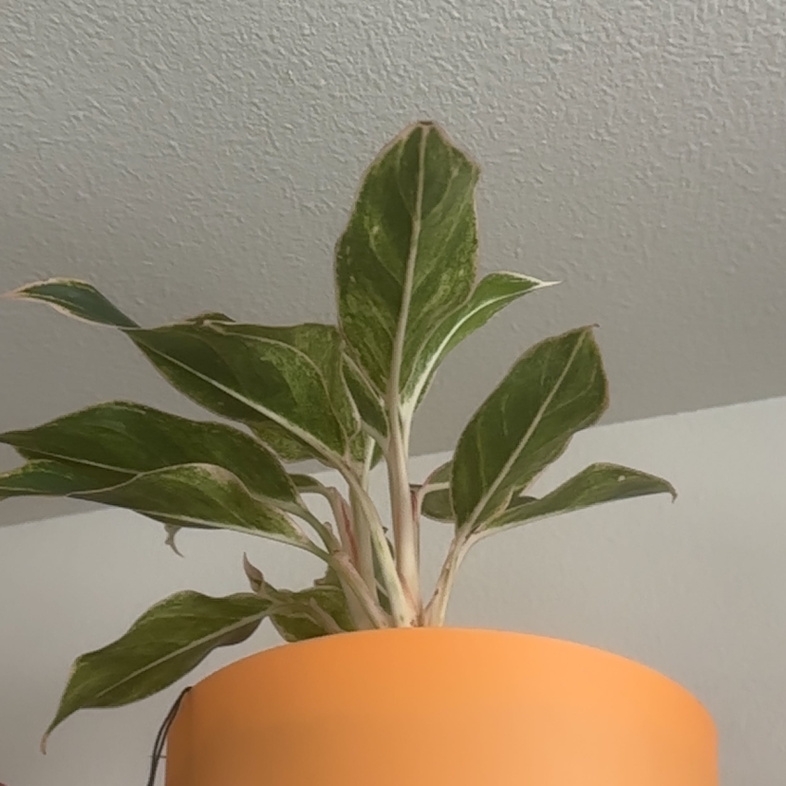 Photo of the plant species King of Siam Chinese Evergreen by @UndoubtedAtom named Eve on Greg, the plant care app