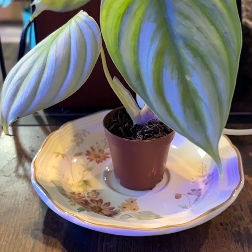 Photo of the plant species Philodendron pastazanum 'Silver' by @PlantMamaJama named LiloStitch on Greg, the plant care app