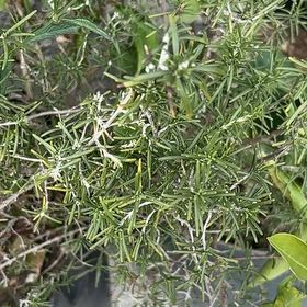 Photo of the plant species Alecrim-Do-Campo by @Mrcirilo named Pax on Greg, the plant care app