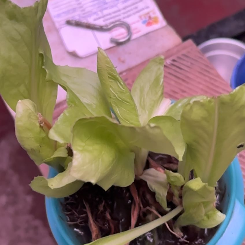 Photo of the plant species Romaine Lettuce 'Rosaine' by @Mrcirilo named Winston on Greg, the plant care app