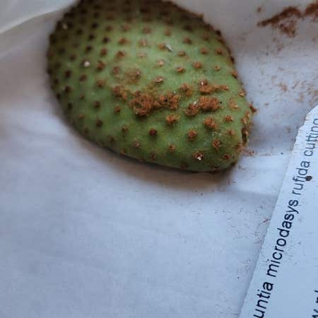 Photo of the plant species Blind Prickly Pear by @ElderLimabean named Kobe on Greg, the plant care app