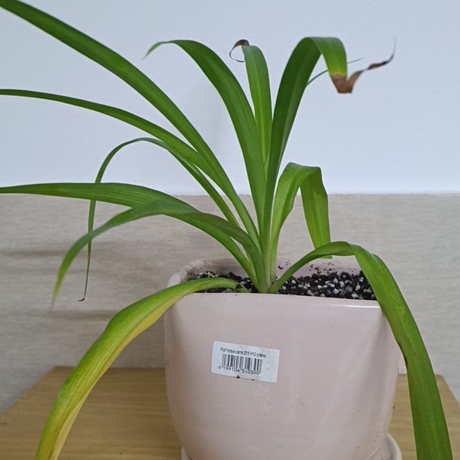 Photo of the plant species Tradescantia 'Sweet Kate' by @mouda named Zion on Greg, the plant care app