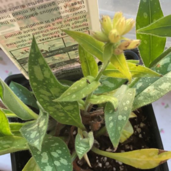 Photo of the plant species Narrow-Leaf Lungwort by @SoothingHenbane named Tree Diddy on Greg, the plant care app