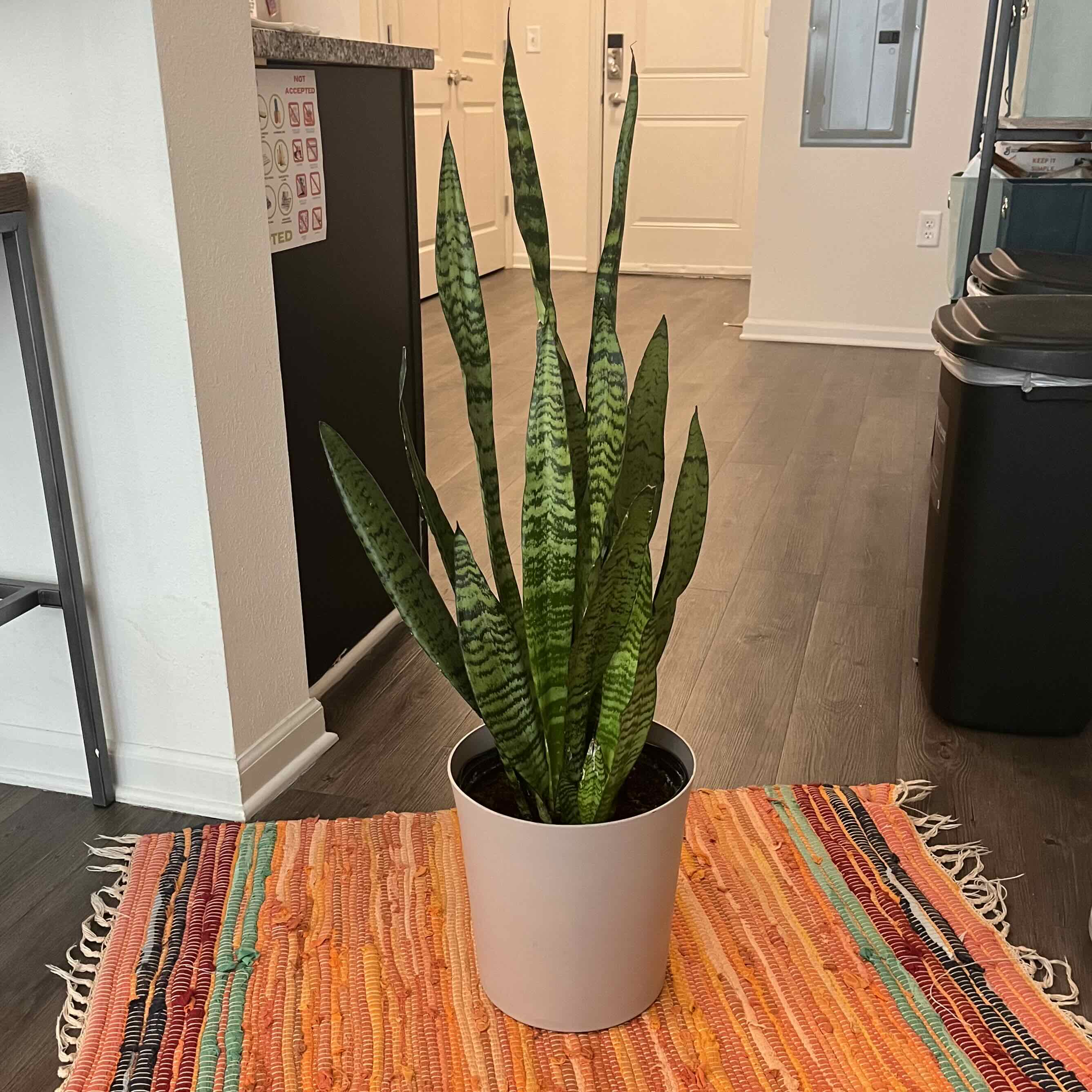 Snake Plant plant photo by @maisyolmo named Medusa on Greg, the plant care app.