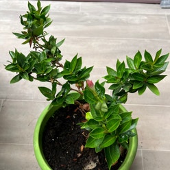 Brazilian Jasmine plant