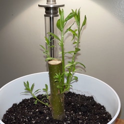 Weeping Willow Bonsai Tree plant