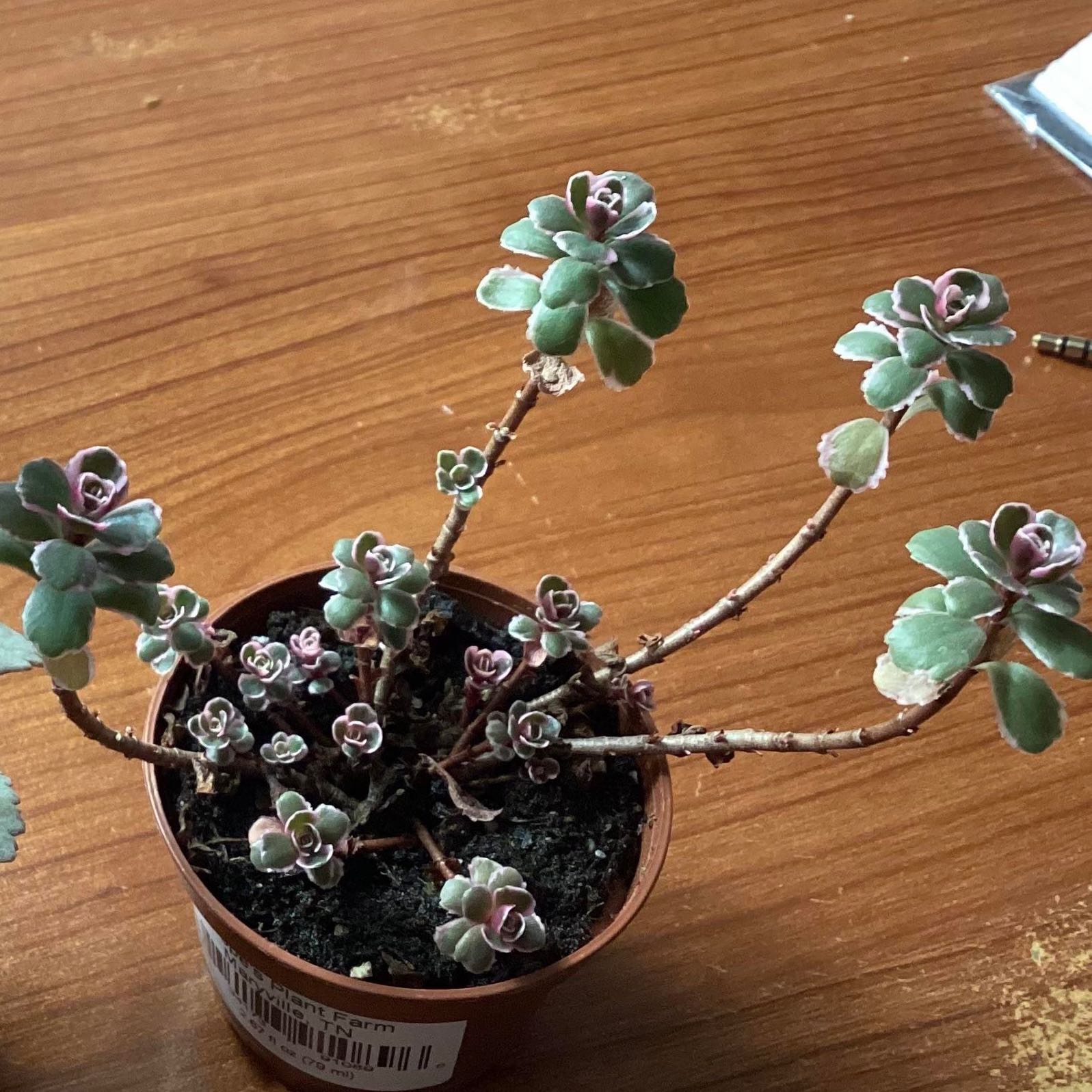 Photo of the plant species Tricolor Stonecrop by @DirectorCaraway named Elle on Greg, the plant care app