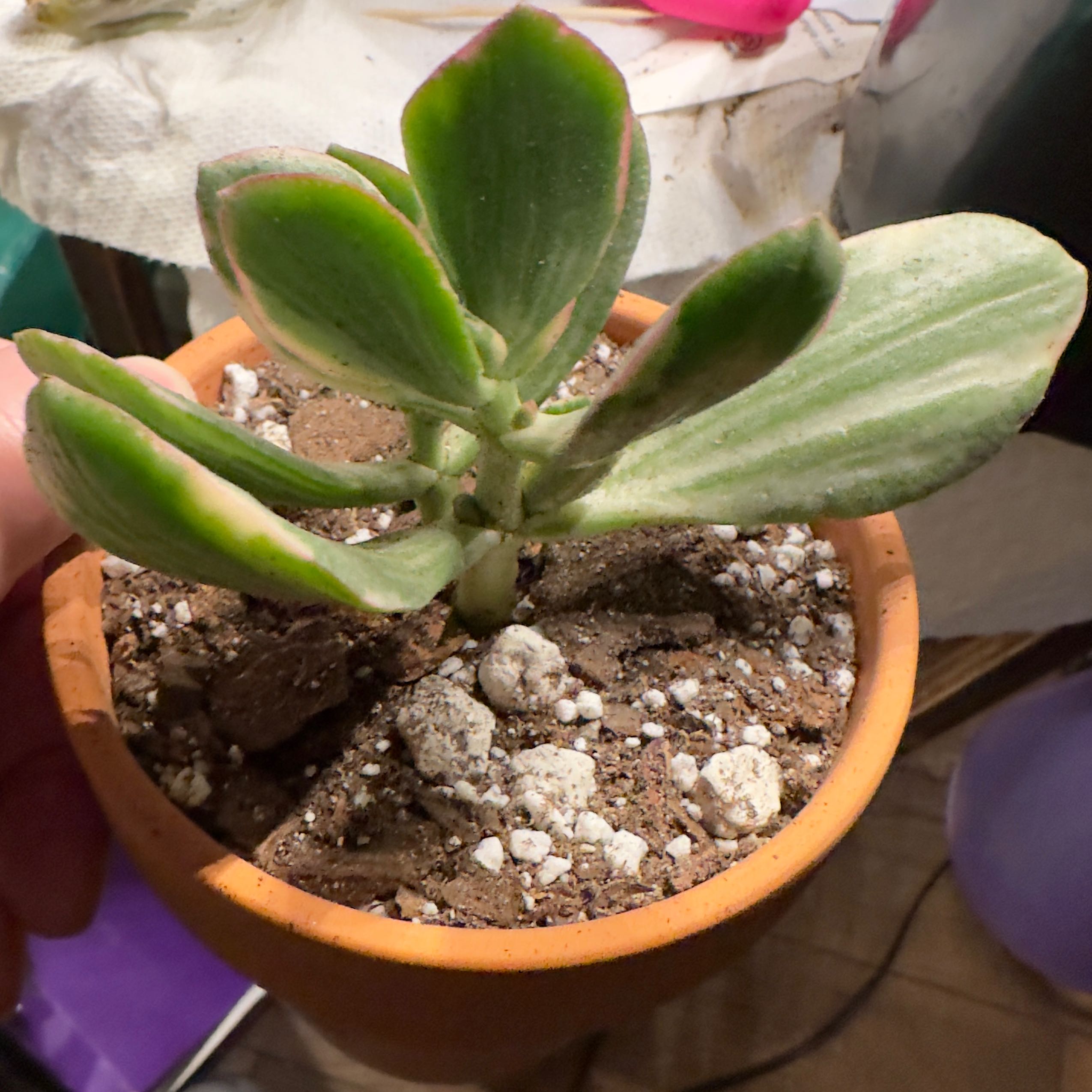 Variegated Jade plant in a terracotta pot with visible soil.