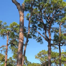 Photo of the plant species Afghan Pine by @EffectualRedlog named Gobi on Greg, the plant care app