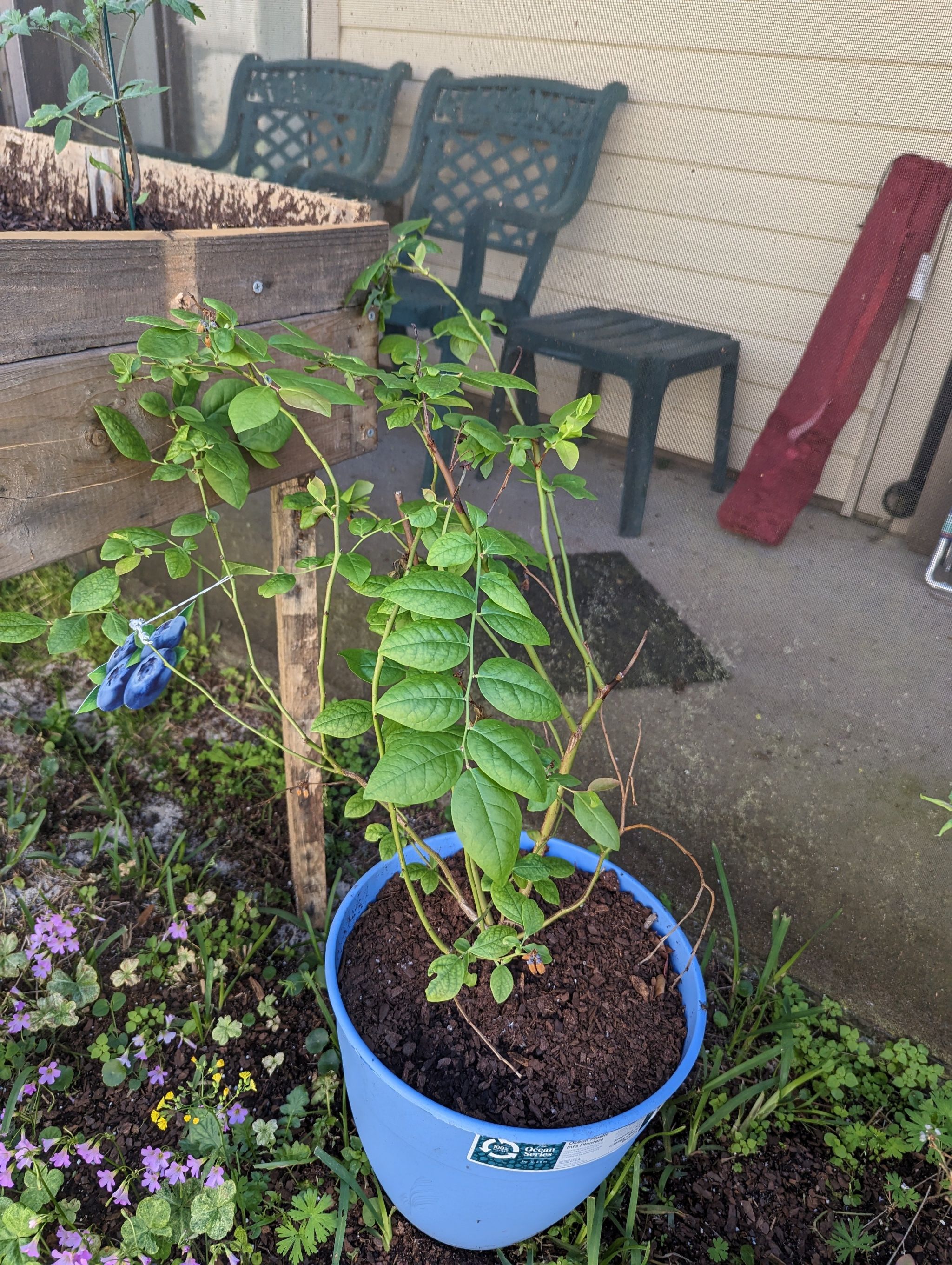 Potted Blueberry plant in a blue pot with visible soil, healthy green leaves.