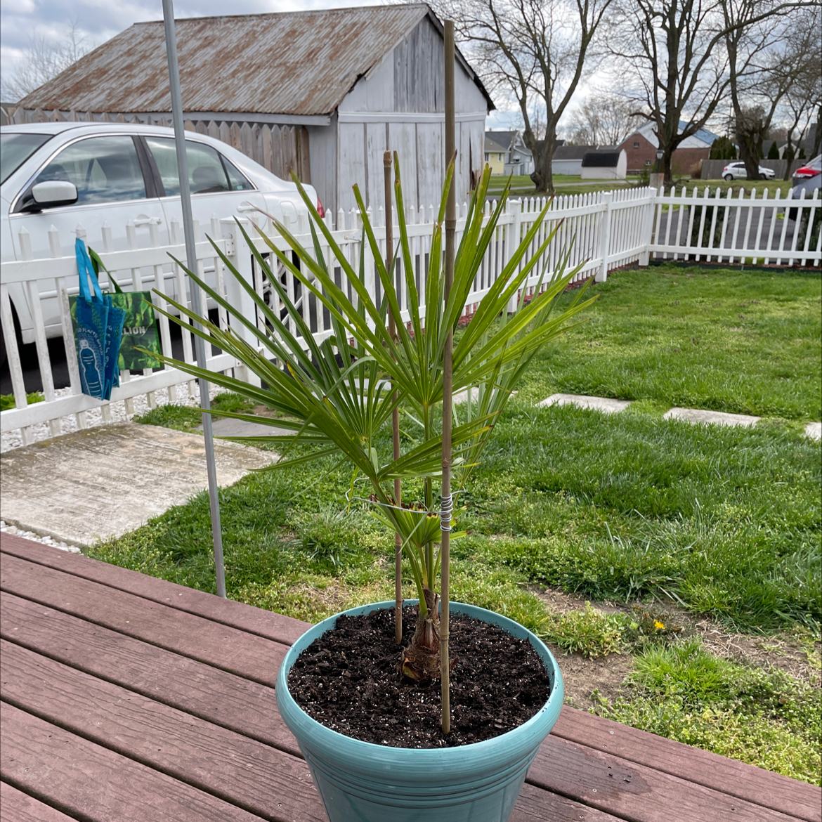 Potted Chinese Windmill Palm on a wooden deck with a white fence and shed in the background.