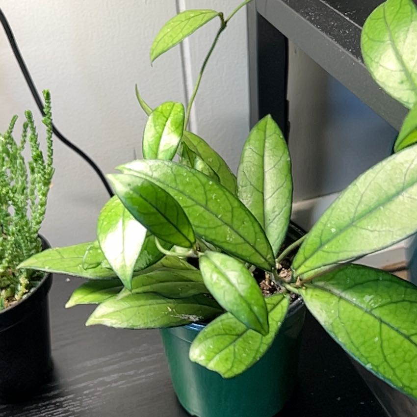Healthy Hoya crassipetiolata plant with vibrant green leaves in a pot.