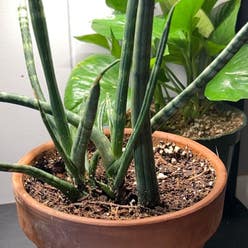 Cylindrical Snake Plant plant