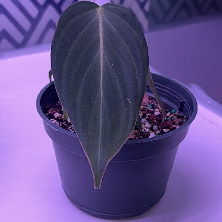 Philodendron 'Glorius' plant in a pot with visible soil, well-framed and in focus.