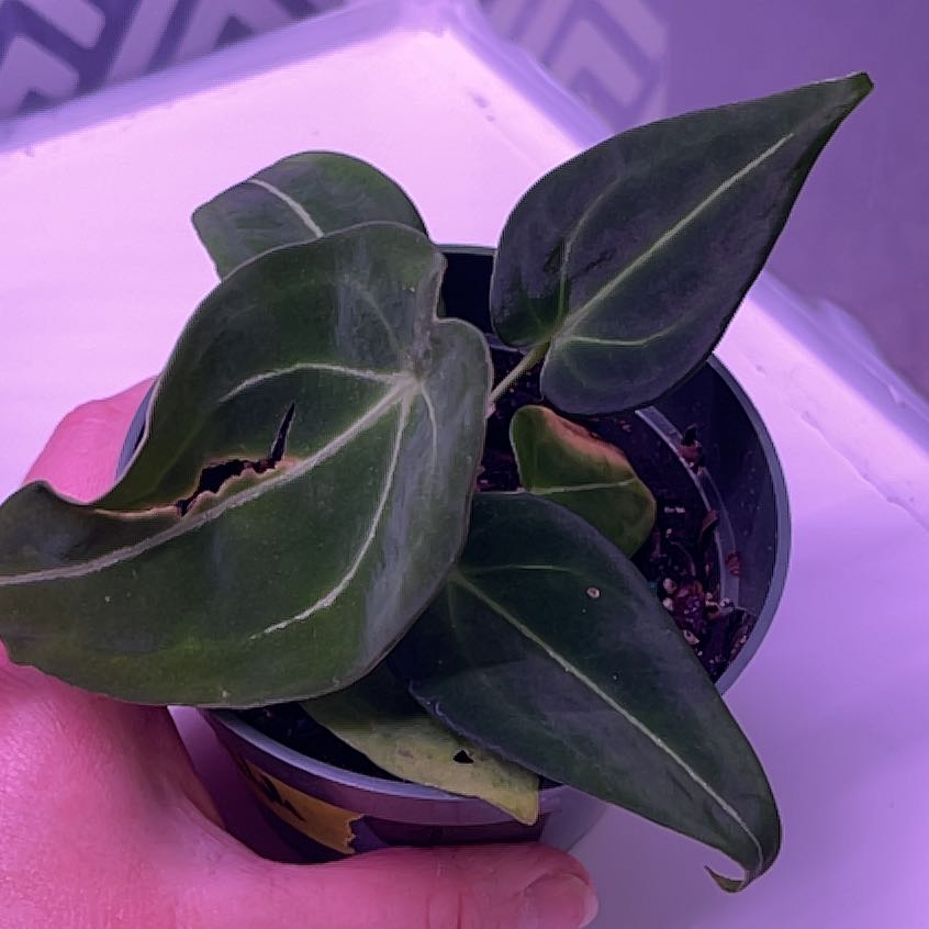 Anthurium forgetii plant with dark green leaves, some yellowing and browning, held by a hand.