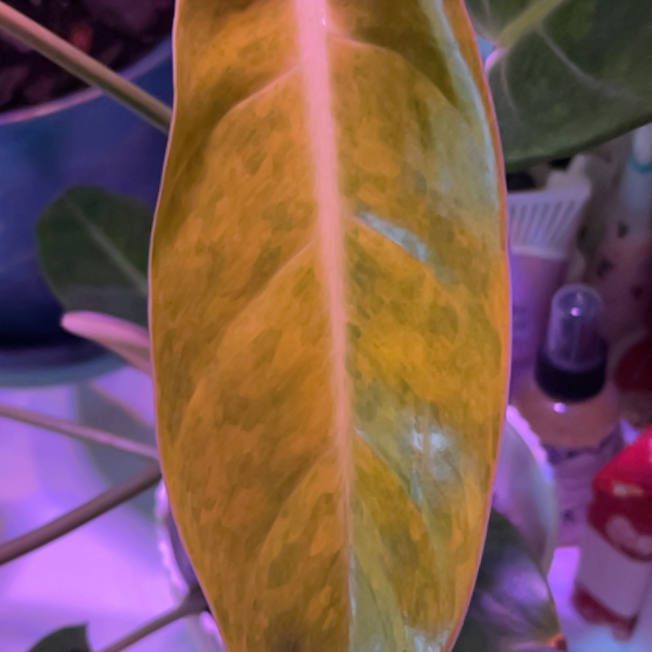 Photo of the plant species Philodendron Goldiana by @Ashlingo named Zion on Greg, the plant care app