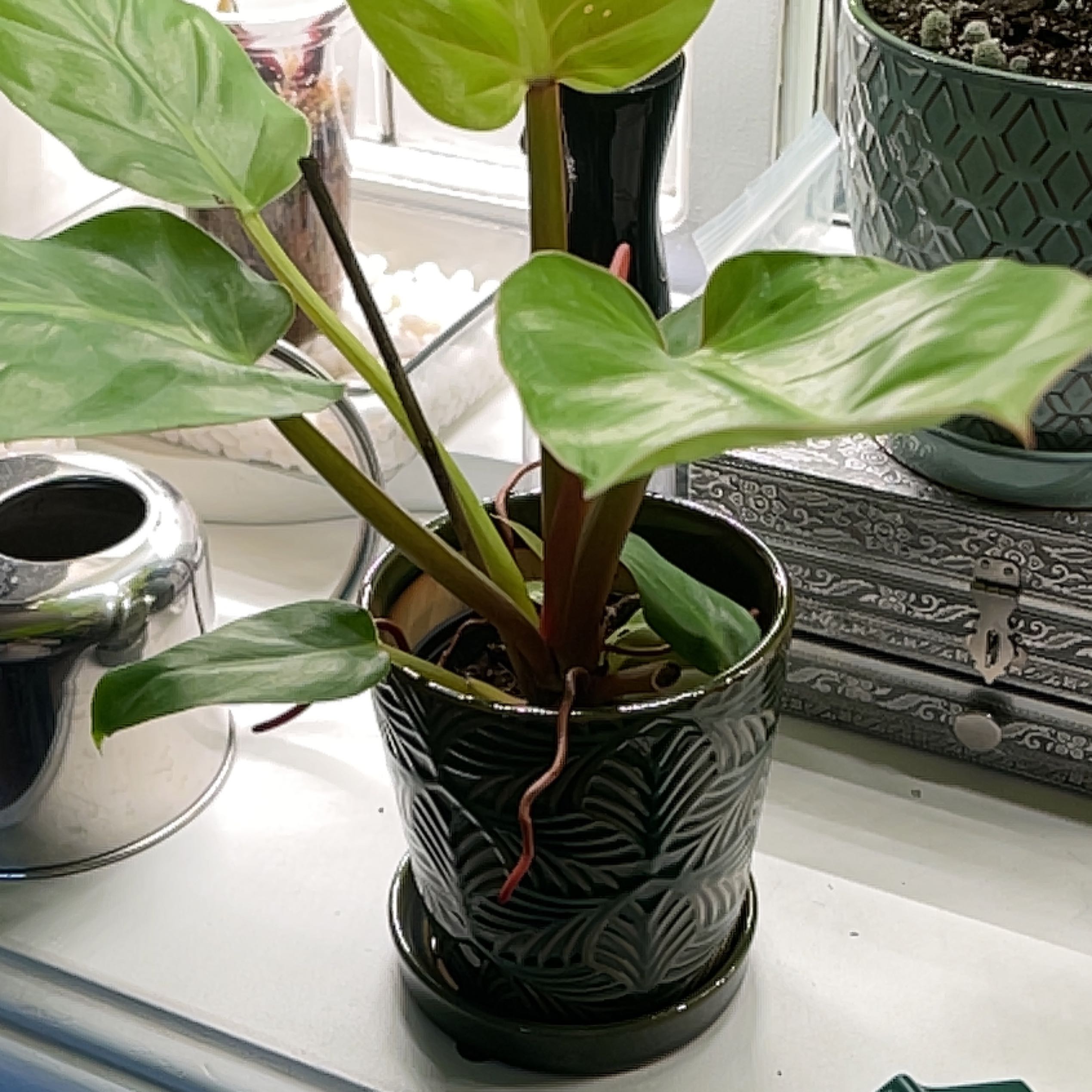 Philodendron Golden Melinonii in a decorative pot with vibrant green leaves.