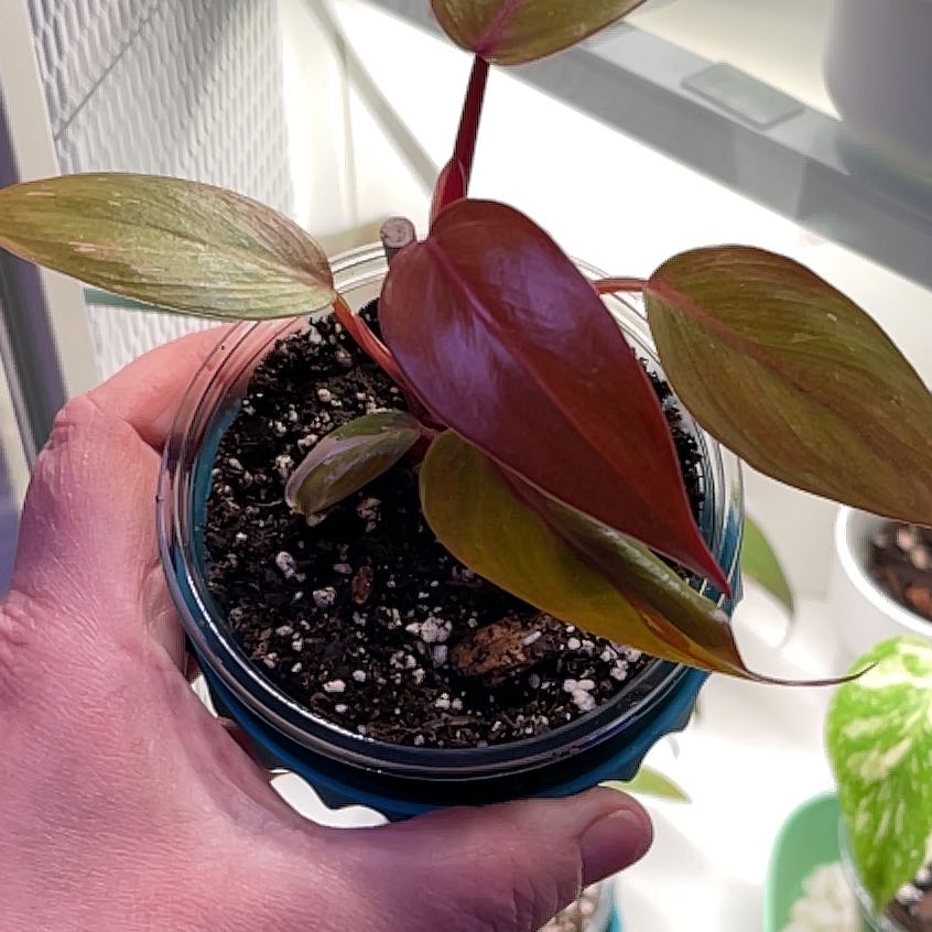 Philodendron Red Anderson plant held by a hand with visible soil and vibrant leaves.