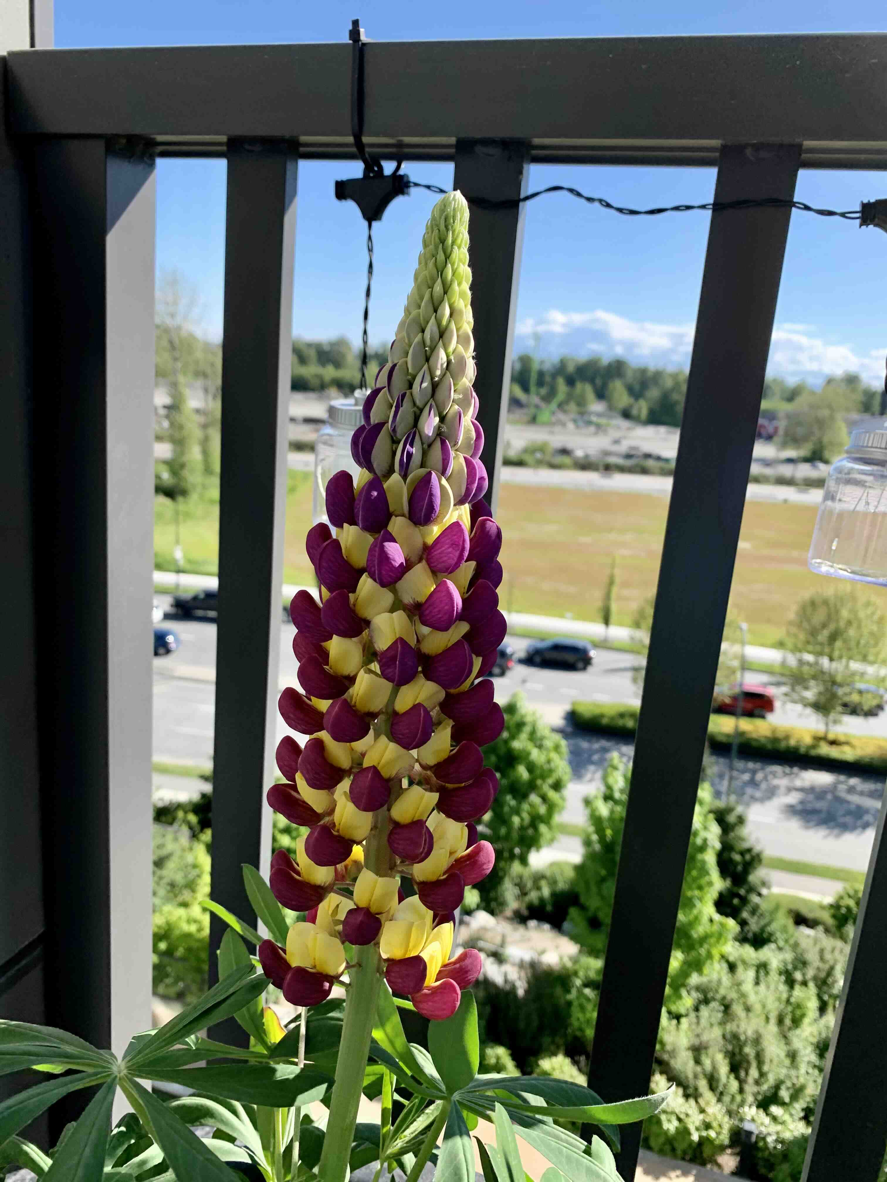 Big-Leaved Lupine plant with a tall, colorful flower spike on a balcony.