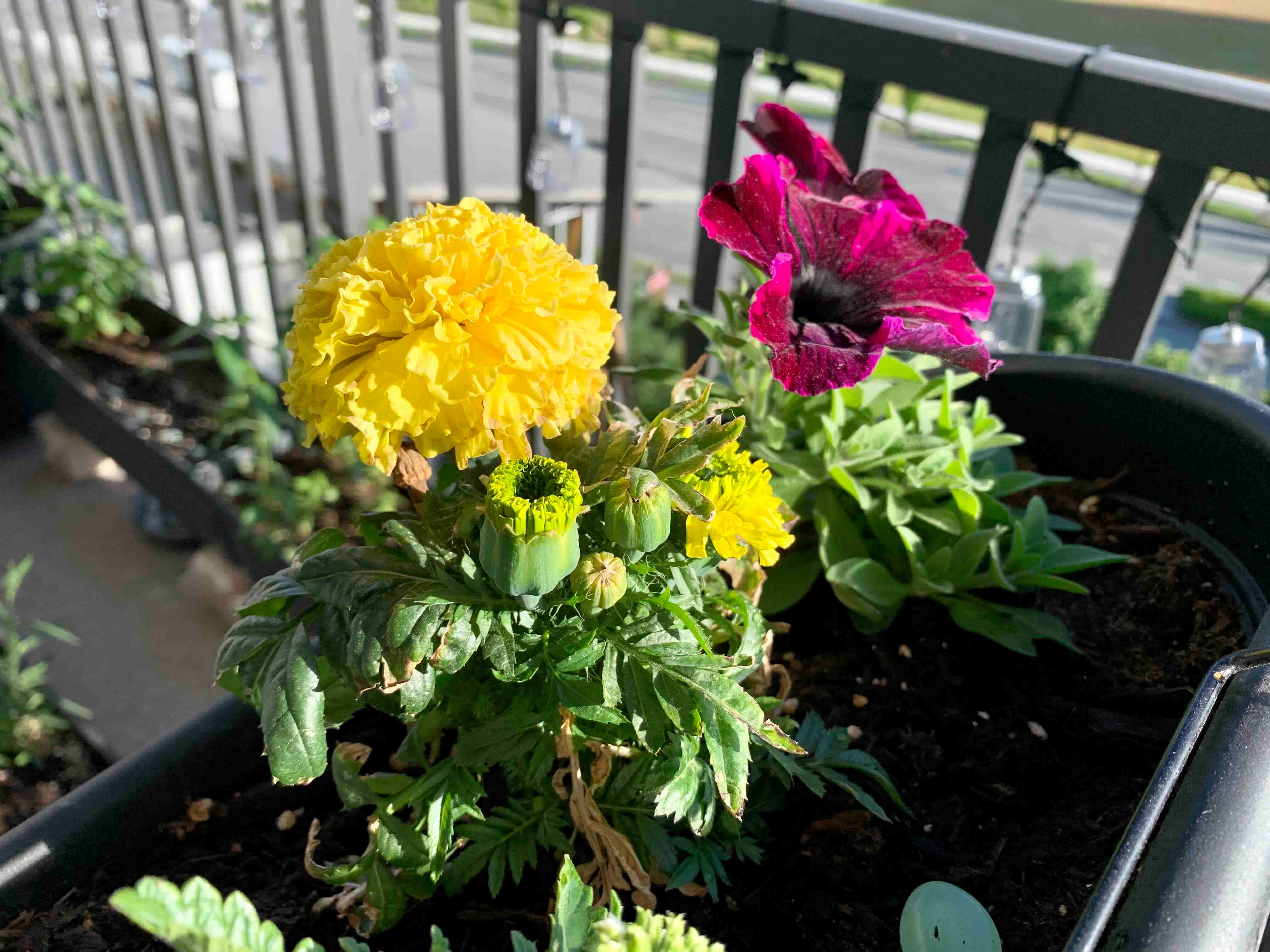 What Causes Black Marks On Your Lips