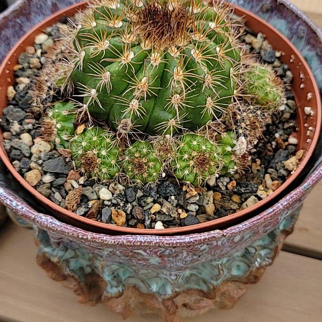 Photo of the plant species Parodia mairanana by @BonusBlusher named Marilyn on Greg, the plant care app