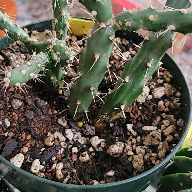 Photo of the plant species Desert Christmas Cactus by @BonusBlusher named Zion on Greg, the plant care app