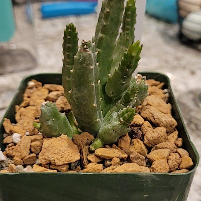 Photo of the plant species Small Starfish Flower by @BonusBlusher named ChloroPhil on Greg, the plant care app