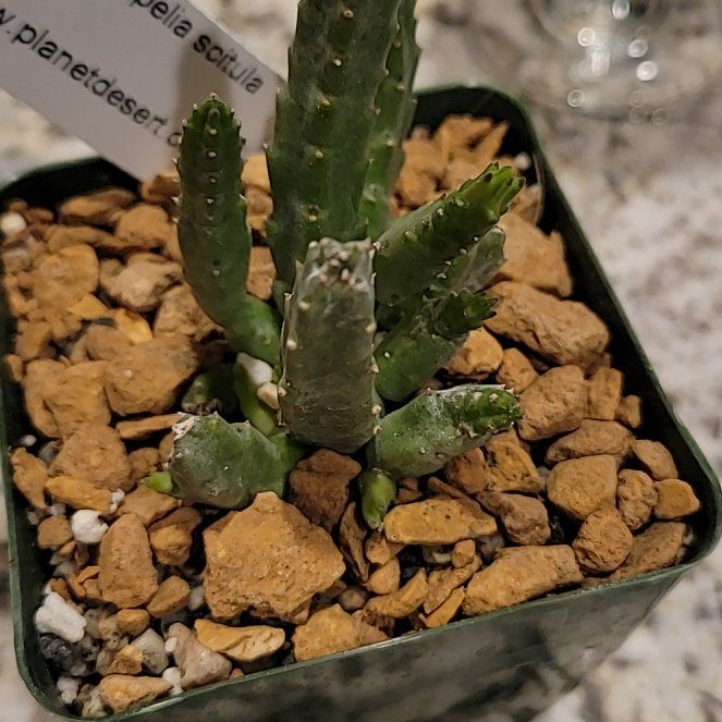 Photo of the plant species Small Starfish Flower by @BonusBlusher named Wall-E on Greg, the plant care app
