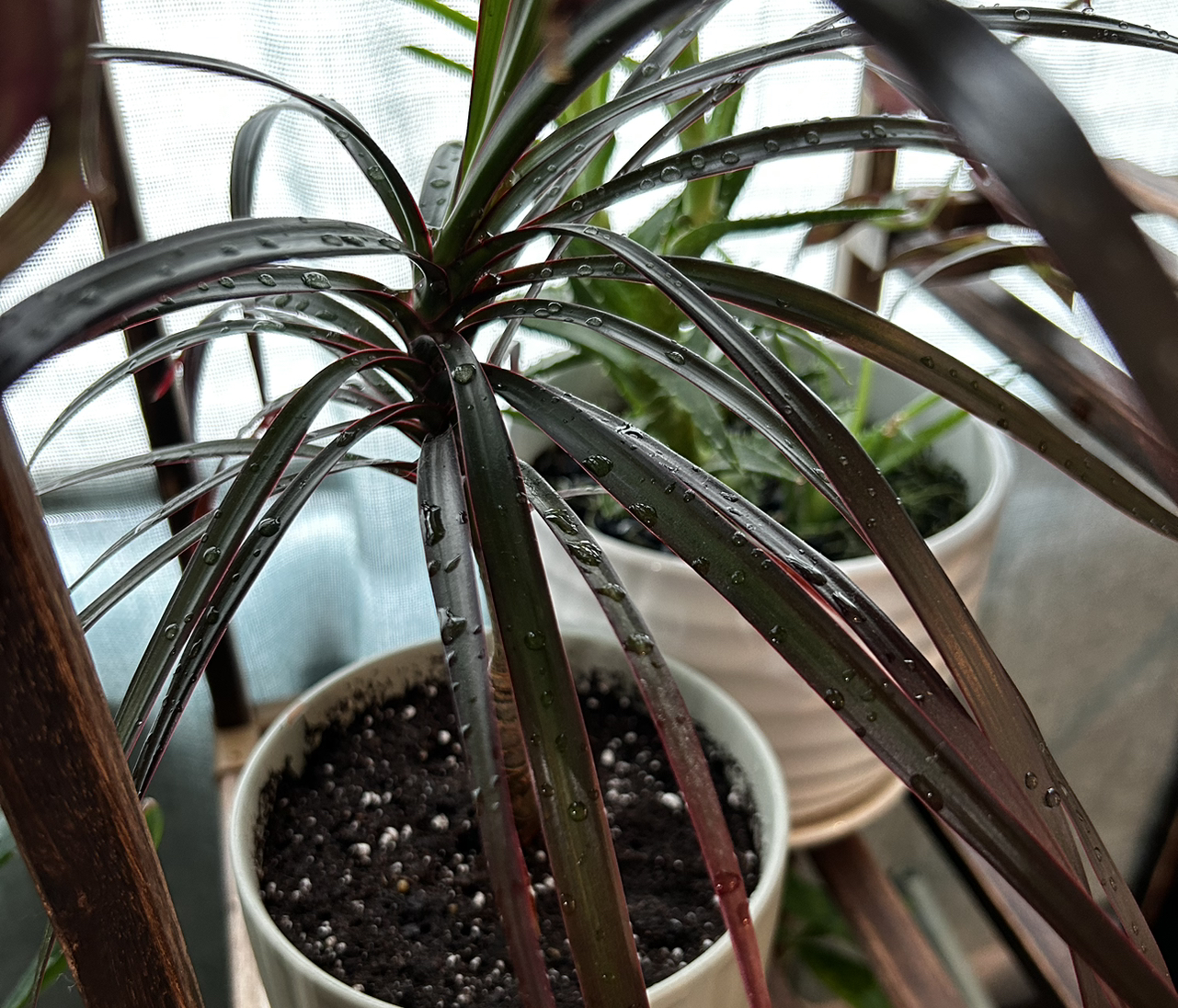 A healthy Moses-in-the-Cradle plant with purple and green striped leaves in a white pot with dark soil.