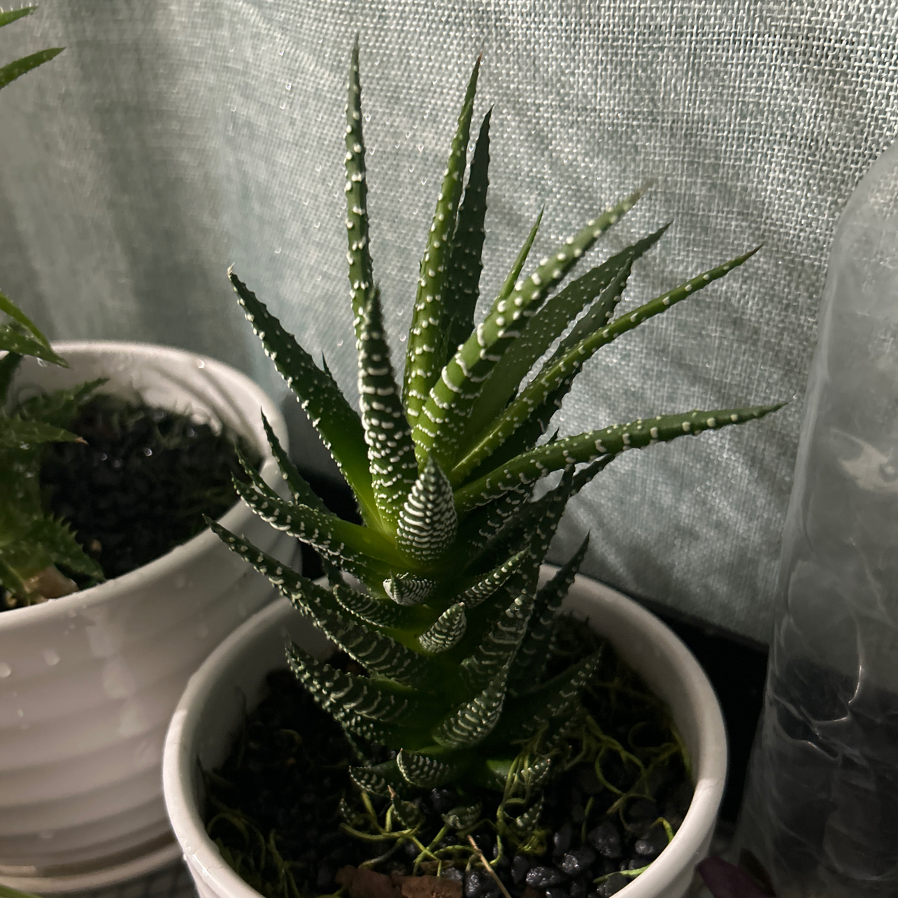 Short-Leaved Aloe plant in a white pot with vibrant green leaves and white spots.
