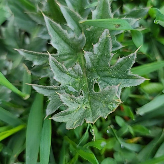 Photo of the plant species Nodding Thistle by @HipDeerfern named Bruce Lee on Greg, the plant care app