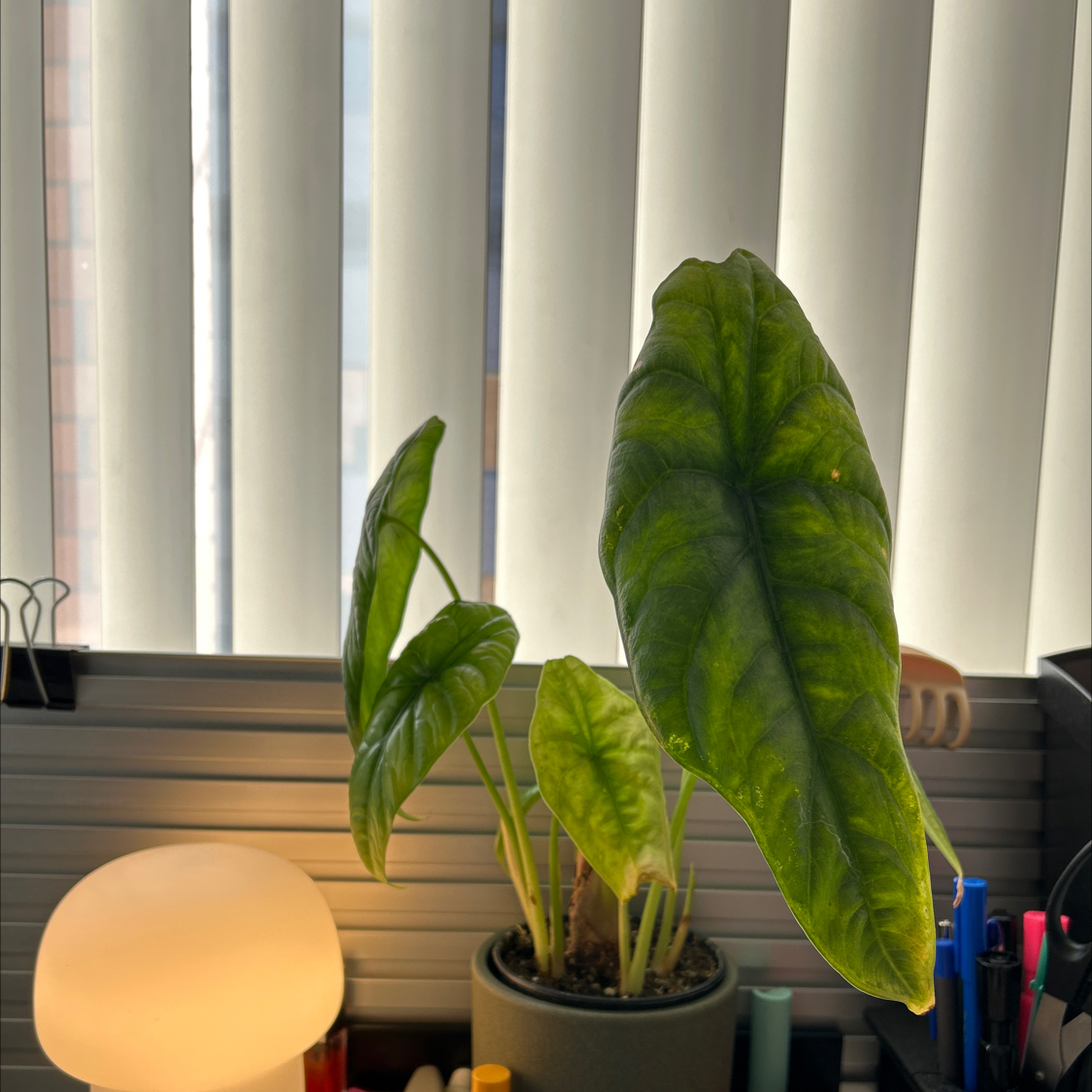 Alocasia Green Shield plant in a pot on a desk near a window with healthy green leaves.