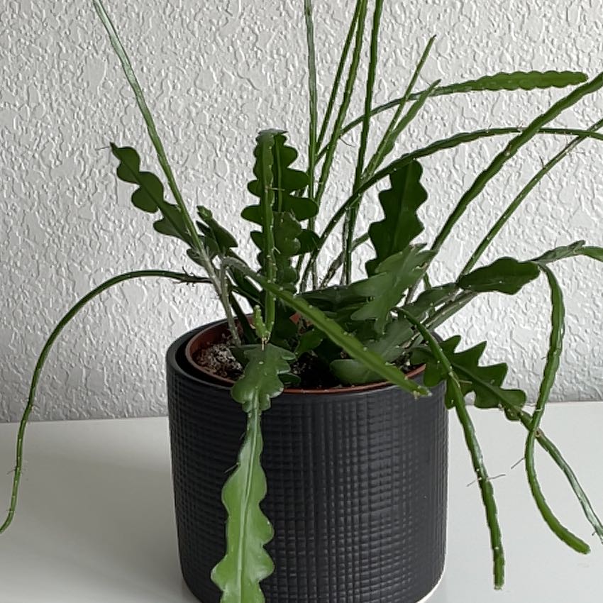 Fishbone Cactus in a black textured pot with green zigzag-shaped leaves.