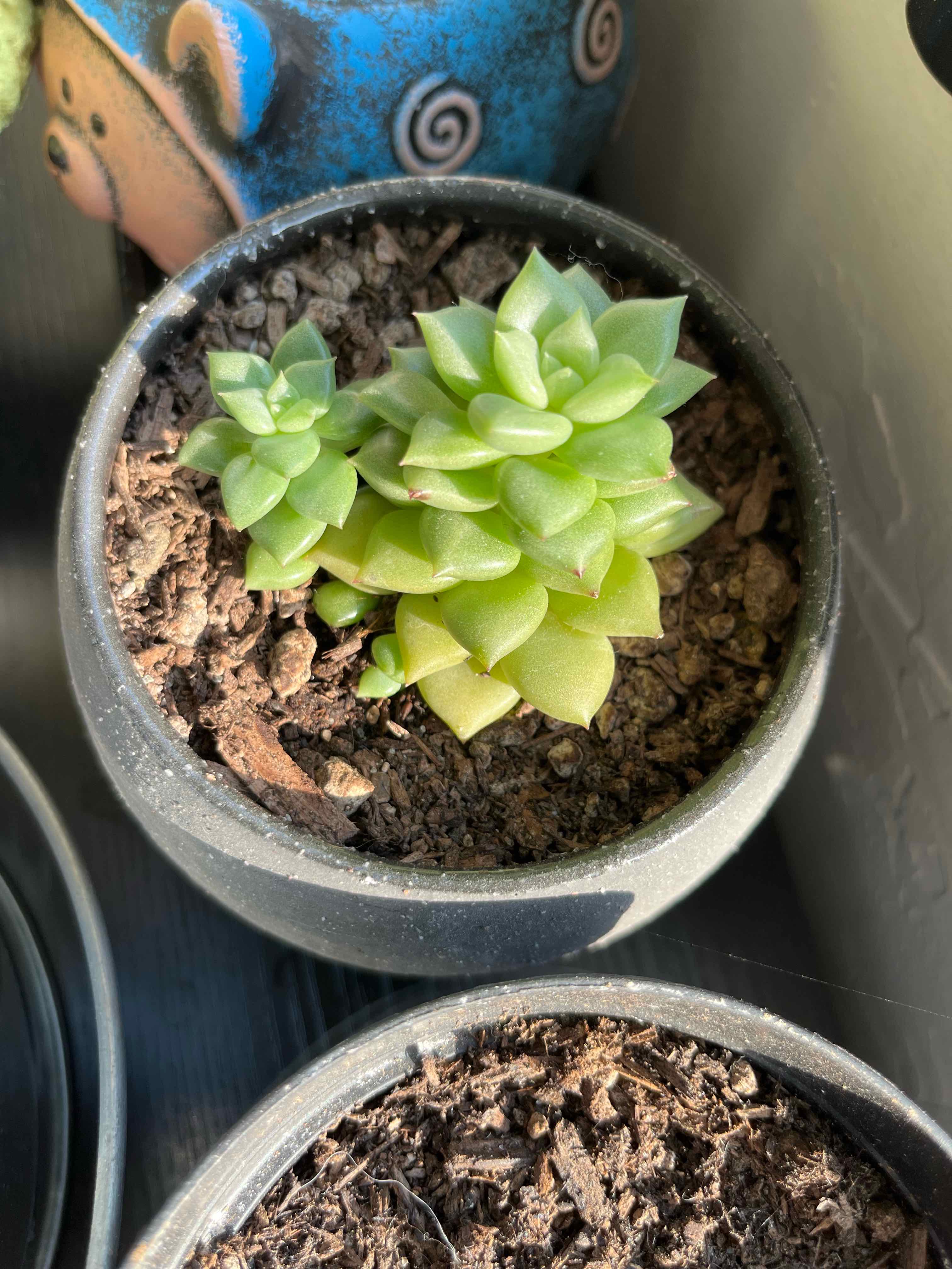 Photo of the plant species Echeveria 'CJ Van Keppel' by @MedusasGarden named Huntington on Greg, the plant care app