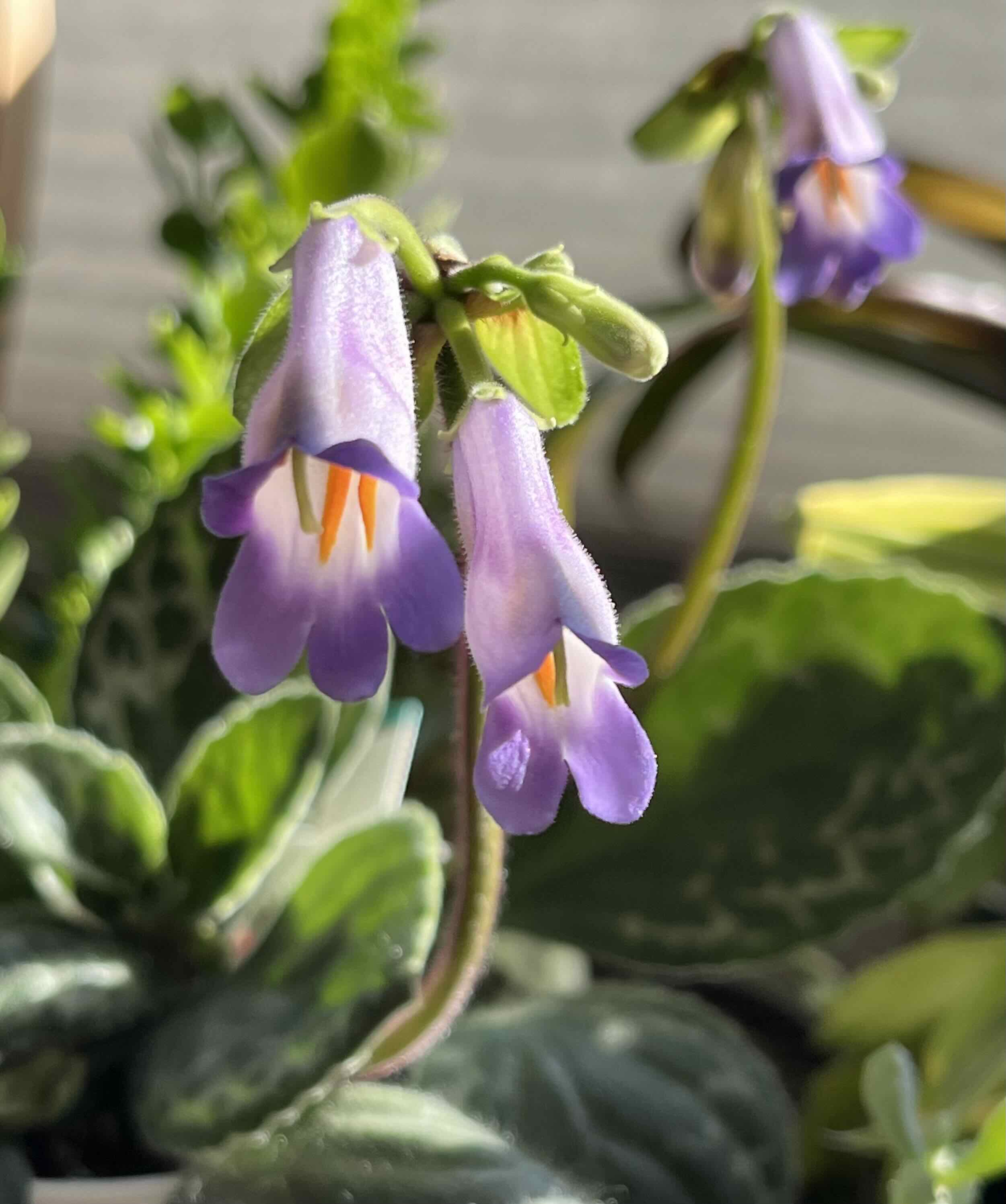 Photo of the plant species Asian Violet 'Naine Argente' by @MedusasGarden named Naine on Greg, the plant care app