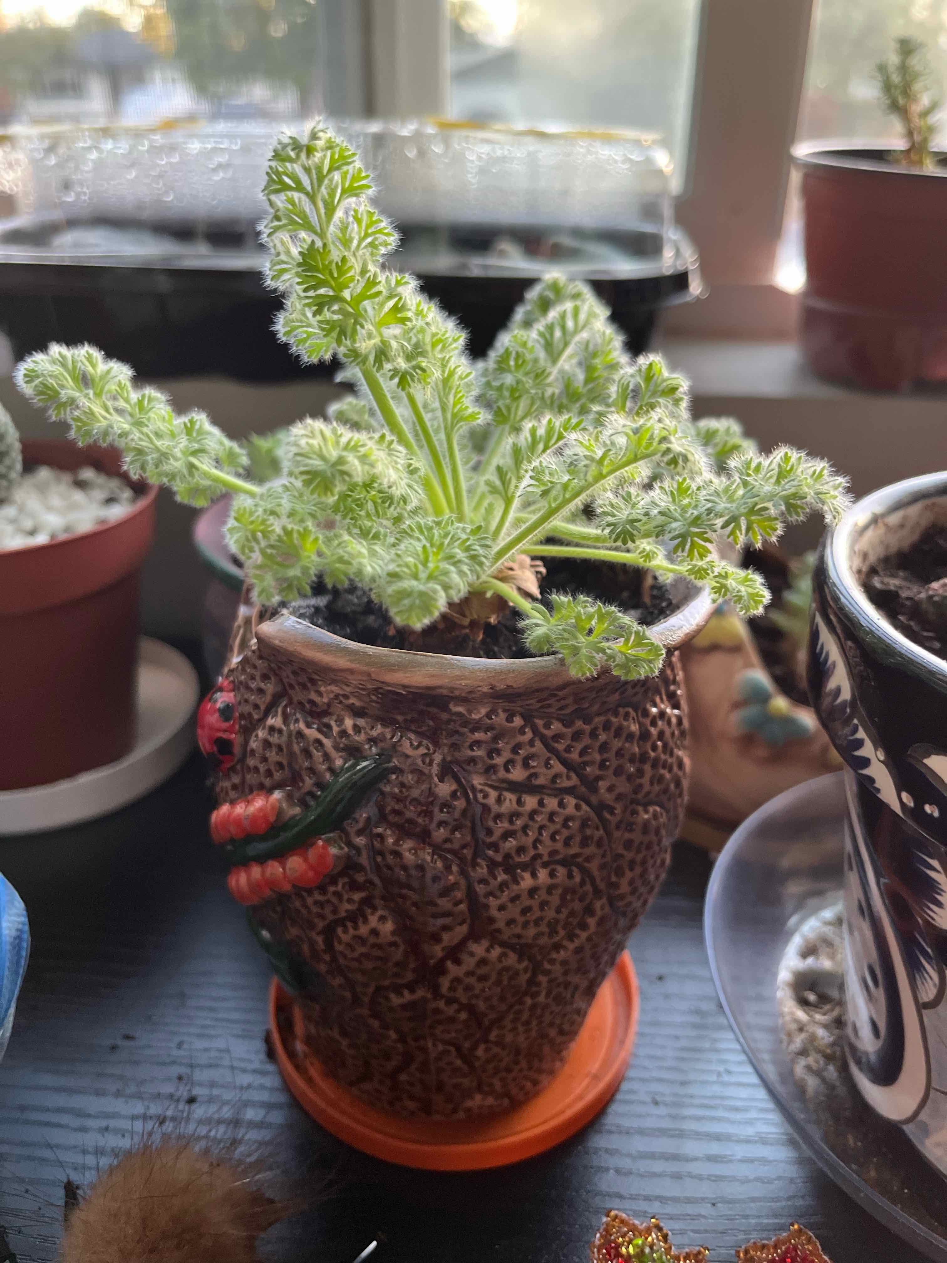 Photo of the plant species Pelargonium appendiculatum by @MedusasGarden named Largo on Greg, the plant care app