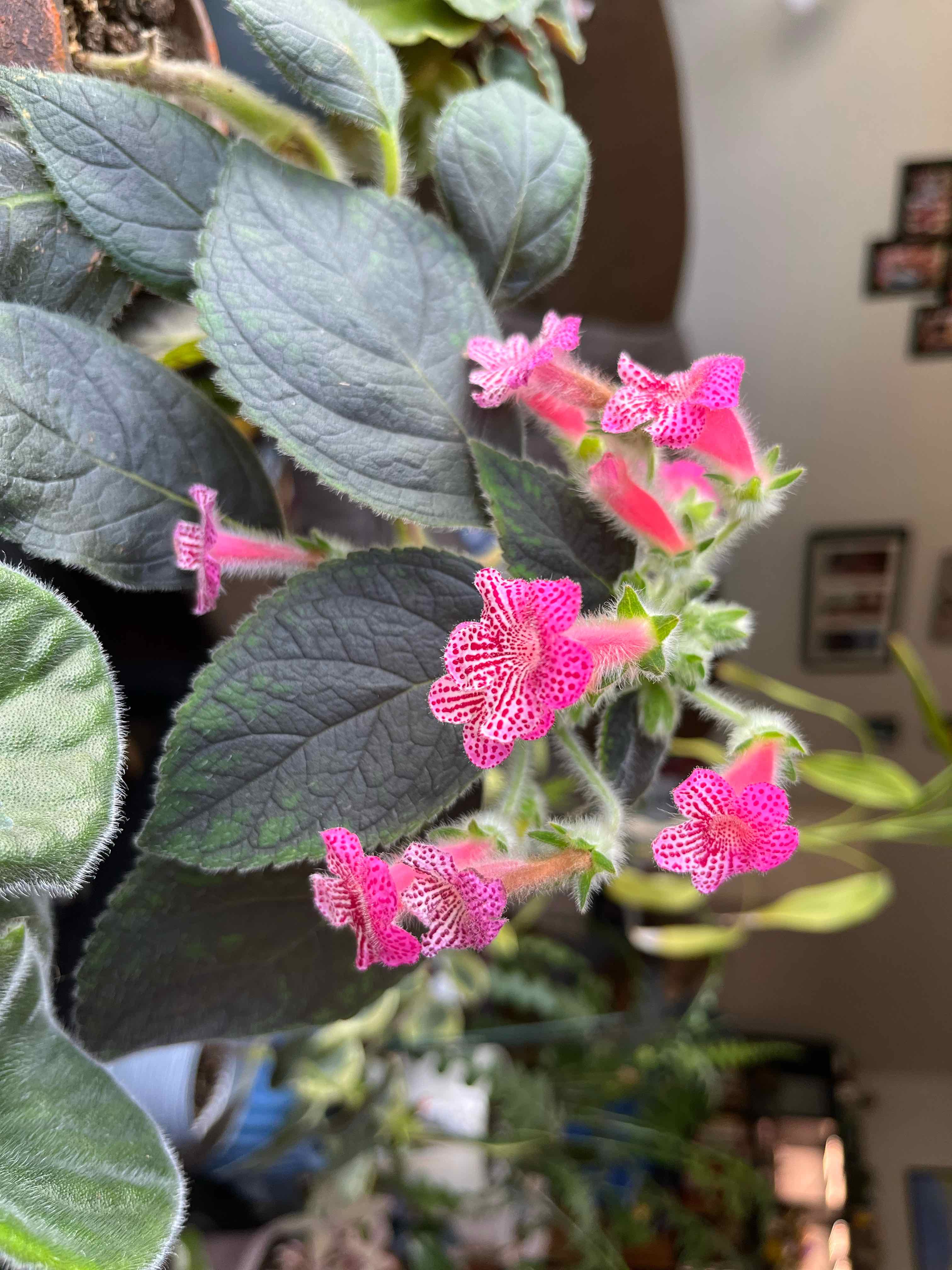 Photo of the plant species Kohleria by @MedusasGarden named Peridot’s Palenque on Greg, the plant care app