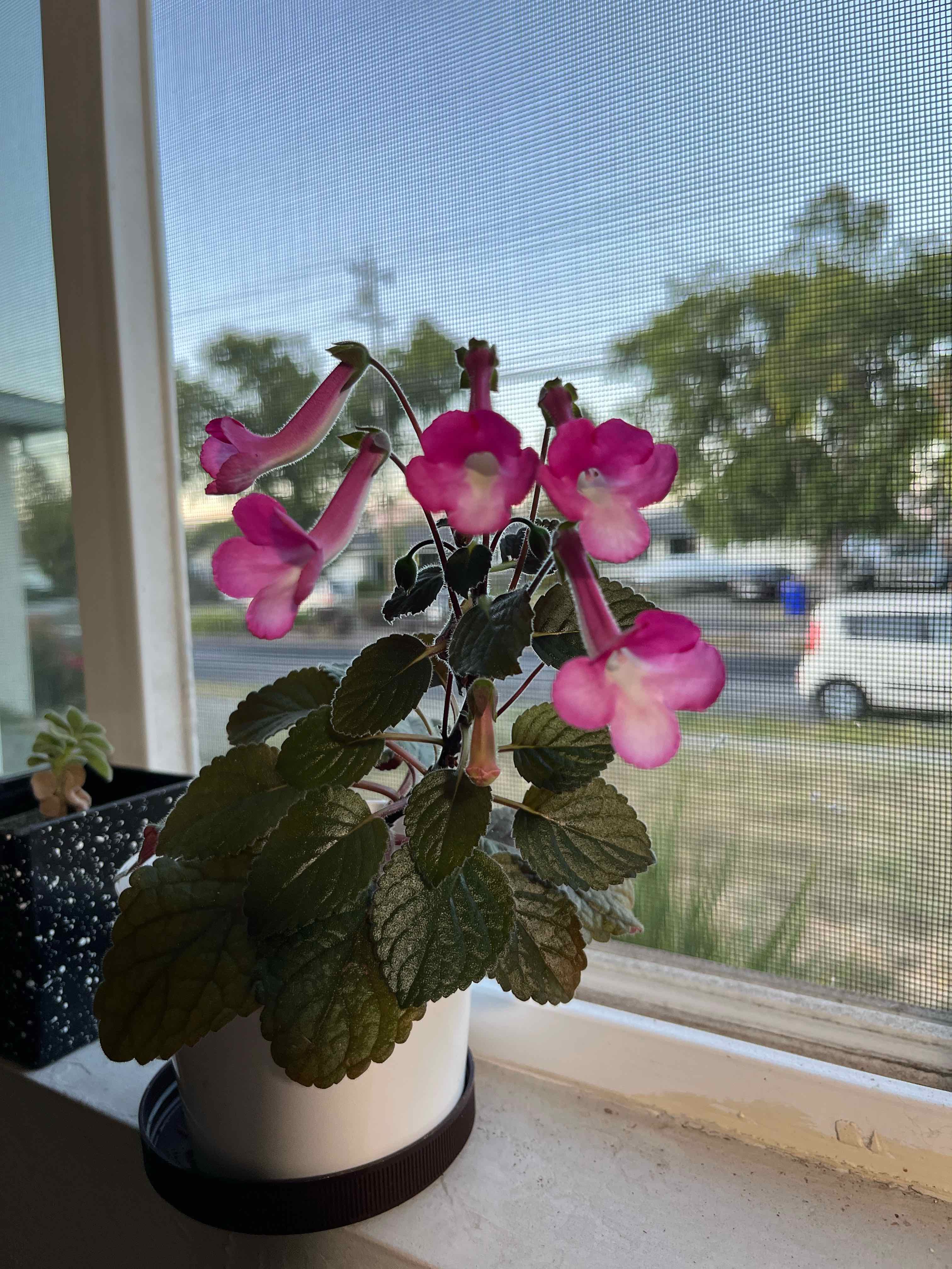 Photo of the plant species Miniature Sinningia by @MedusasGarden named Stone’s Sonia on Greg, the plant care app