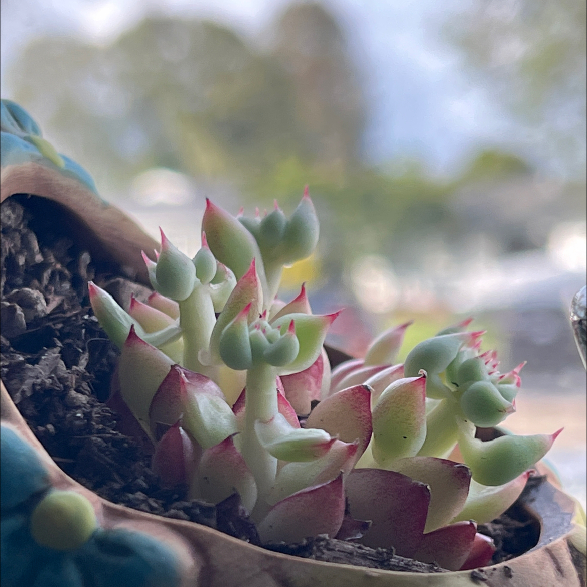 Photo of the plant species Echeveria 'Dream Queen' by @MedusasGarden named Esperanza on Greg, the plant care app