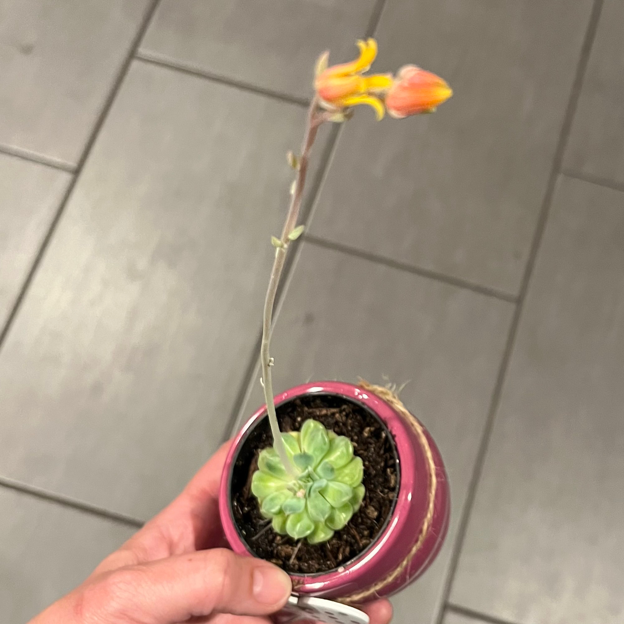 Photo of the plant species Echeveria 'Fly to the Sky' by @MedusasGarden named Amelia on Greg, the plant care app
