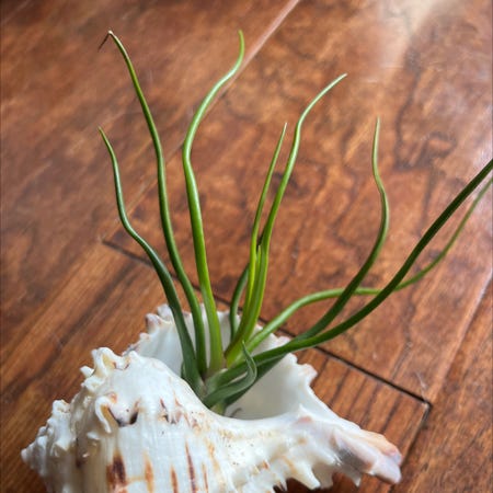 Photo of the plant species Beliza Air Plant by @MedusasGarden named Octopus on Greg, the plant care app