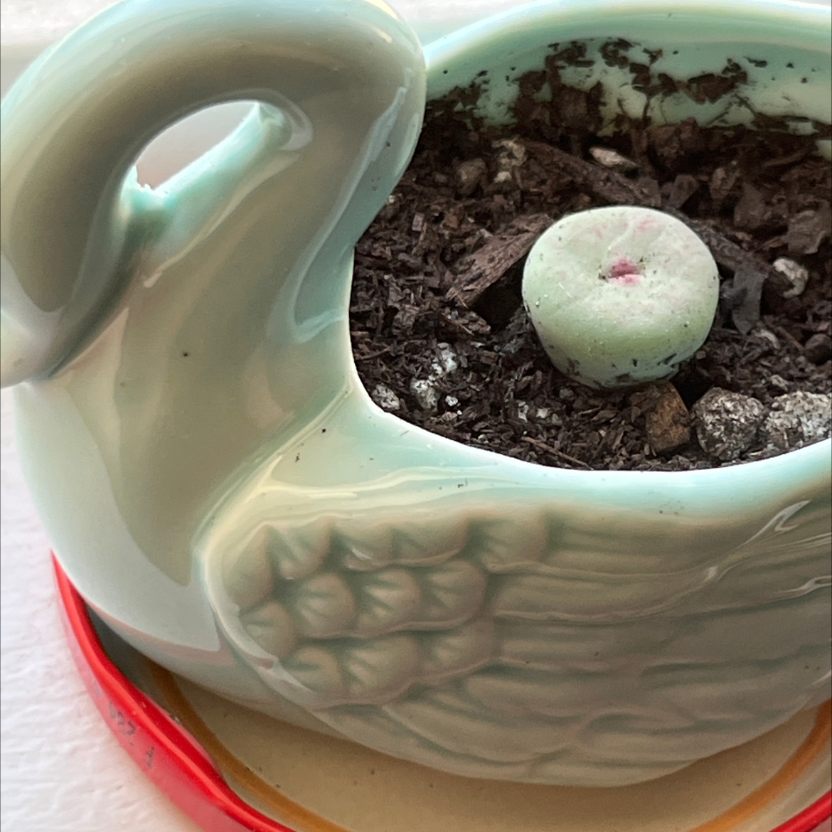 Photo of the plant species Red Lips Succulent by @MedusasGarden named Marilyn on Greg, the plant care app